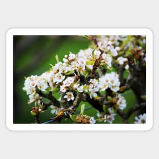 White Apple blossom Sticker